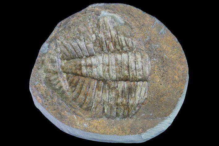 Partial Ogyginus Cordensis - Classic British Trilobite #75913